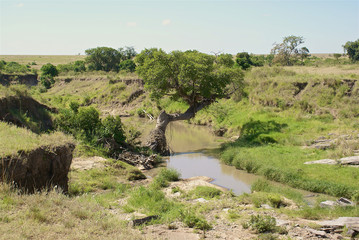 Small river in Maasai Mara National reserve, Kenya