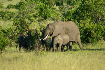 Elephants in Maasai Mara National reserve, Kenya