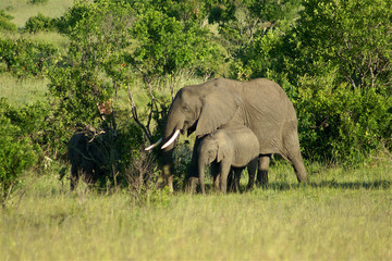 Fototapeta premium Elephants in Maasai Mara National reserve, Kenya