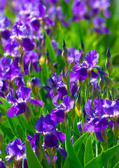 floral background flowers irises. irises background