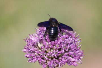 bumblebee on a flower