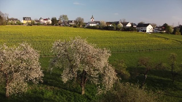 bl&uuml;hende Kirchb&auml;ume bei Dohr, Eifel, Rheinland-Pfalz, Deutschland