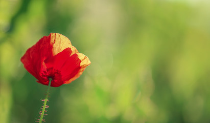 Delicate red poppy petals on a green background