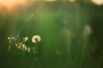 Dandelion in green grass in soft light - obrazy, fototapety, plakaty