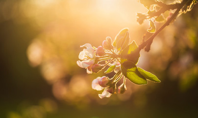 Apple tree blossoms in warm afternoon light - obrazy, fototapety, plakaty