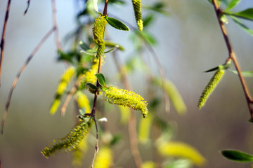 green spring trees with leaves on a background of blue spring sky