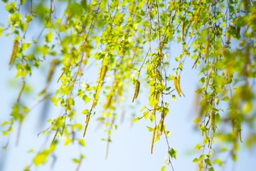 green spring trees with leaves on a background of blue spring sky