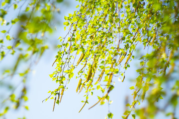 green spring trees with leaves on a background of blue spring sky