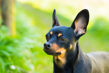 Dog of toy terrier breed posing in nature