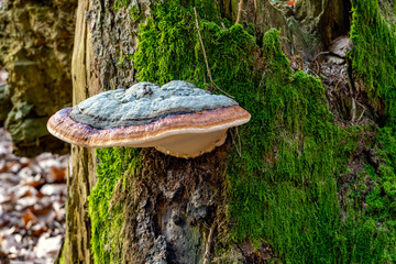 Tinder mushroom fungus growing on forest tree - obrazy, fototapety, plakaty