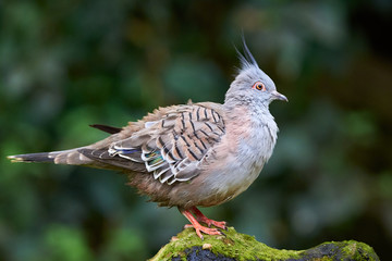 Crested pigeon bird closeup (Ocyphaps lophotes)	