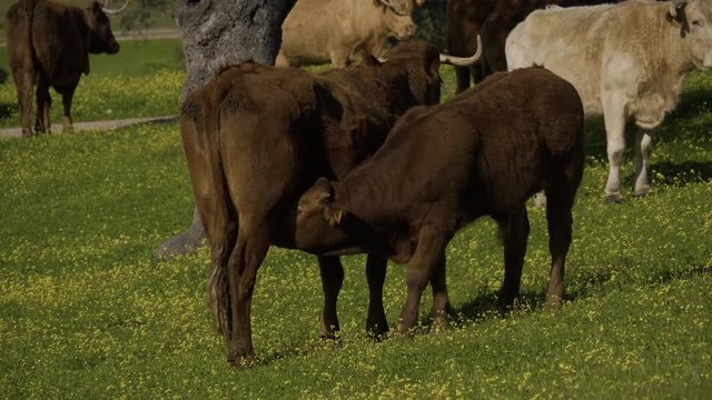 Calf suckling from its mother in a meadow. Retinta breed calves grazing in the spring of the Pedroches Valley. Limousin. Angus