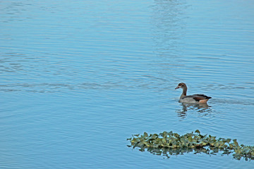 duck on water