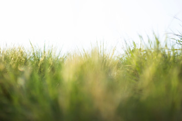 Green spring grass