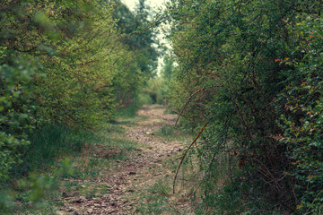 road through a dense forest. large bushes near the road