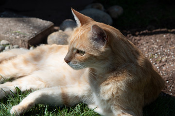 Rotgetigerter Kater im Garten auf Rasen