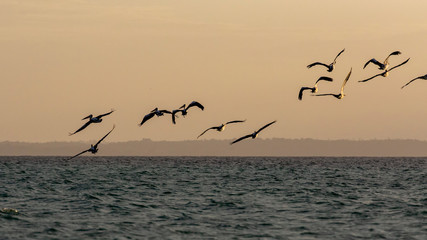 A Fast Shutter Speed Shot of A Pod of Pelicans Flying
