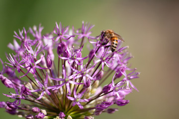 bee on a flower