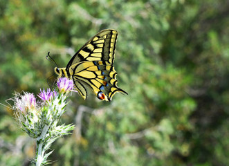 Beautiful yellow butterfly standing at the flower 
