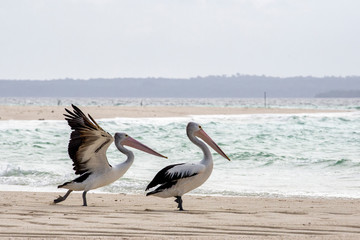 A Fast Shutter Speed Shot of A Pod of Pelicans Flying