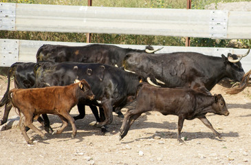 Group of Spanish wild cows moving through the field in freedom