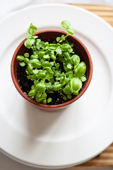 Photo of Basil leaves.The design of the kitchen.