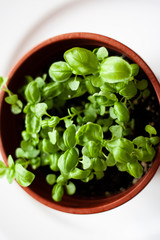 Photo of Basil leaves.The design of the kitchen.Vintage style.