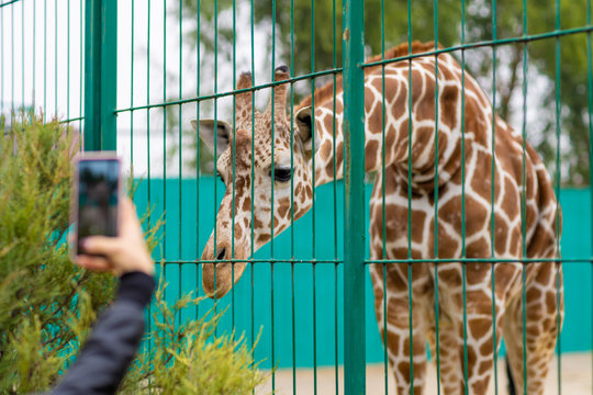 Giraffe at the zoo, behind the cage. Close up photography.