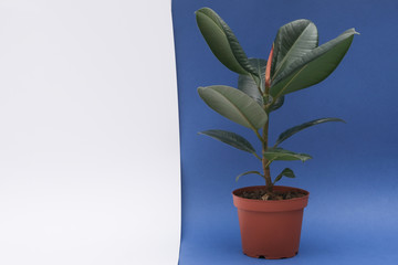 Ficus, a houseplant in a brown pot on a dark blue, white background. Isolated. Free space for text	