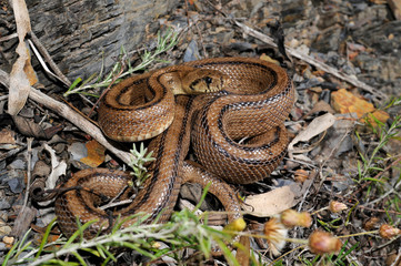 Ladder snake / Treppennatter (Zamenis scalaris, Rhinechis scalaris, Elaphe scalaris) - Algarve,...
