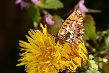 Little butterfly on yellow a dandelion