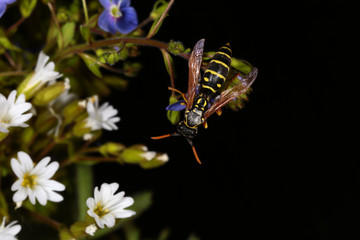 Wasp on white wildflowers on a blurry dark background