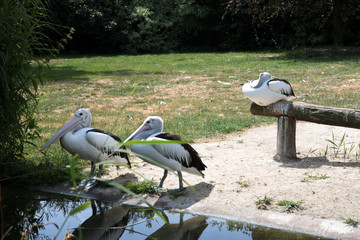 drei pelikane vor dem see in einem Park in Deutschland