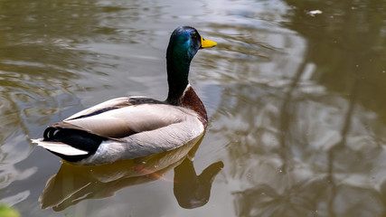 A male Mallard swimming away from the camera