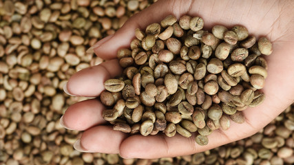 close up of green coffee beans on hand   