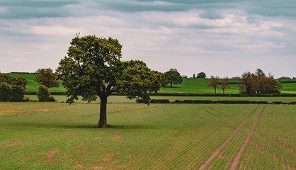 A single large tree standing tall in an agricultural landscape