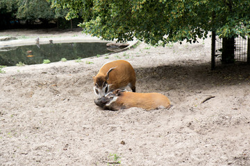 zwei schweine am spielen im sand in einem Park in Deutschland