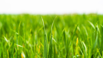 Close up on blades on grass as a new seasons crop beginning to grow