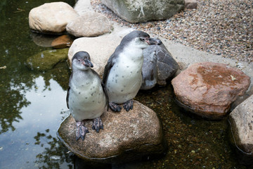 zwei pinguine auf einem stein in einem Park in Deutschland