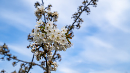 Close up on flowering apple or pear blossom