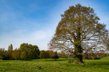 Large tree standing tall in a country park in the UK