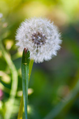 dandelion seed head