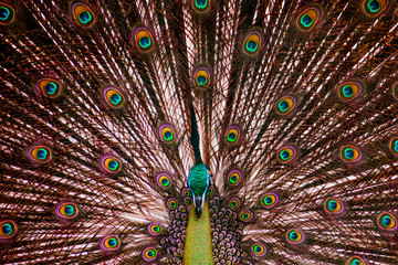 Obraz premium The beautiful peafowl and its majestic tail