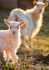 Obraz premium cute little goatling and goat