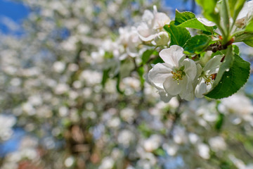 blooming apple tree in the garden. Spring time