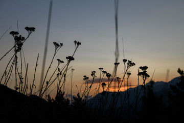Flowerbed illuminated by the setting sun behind a mountain range