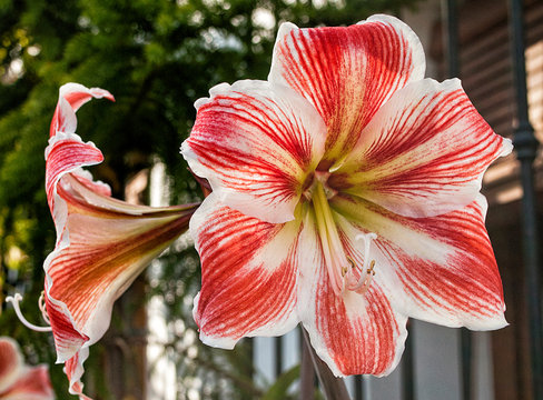 primer plano de una flor roja y blanca con fondo verde