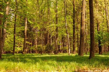 Fototapeta premium Deutscher Wald