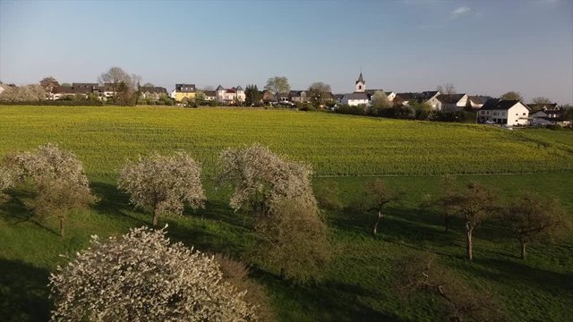 bl&uuml;hende Kirchb&auml;ume bei Dohr, Eifel, Rheinland-Pfalz, Deutschland