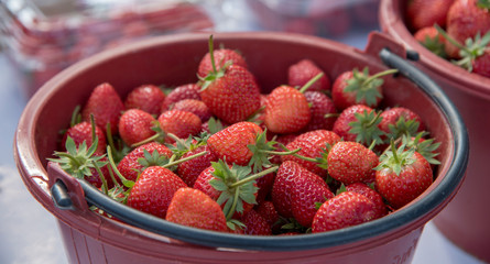 Strawberry farm on wind turbines farm in Khao Kho District, Phetchabun, Thailand